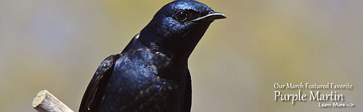 Purple Martin